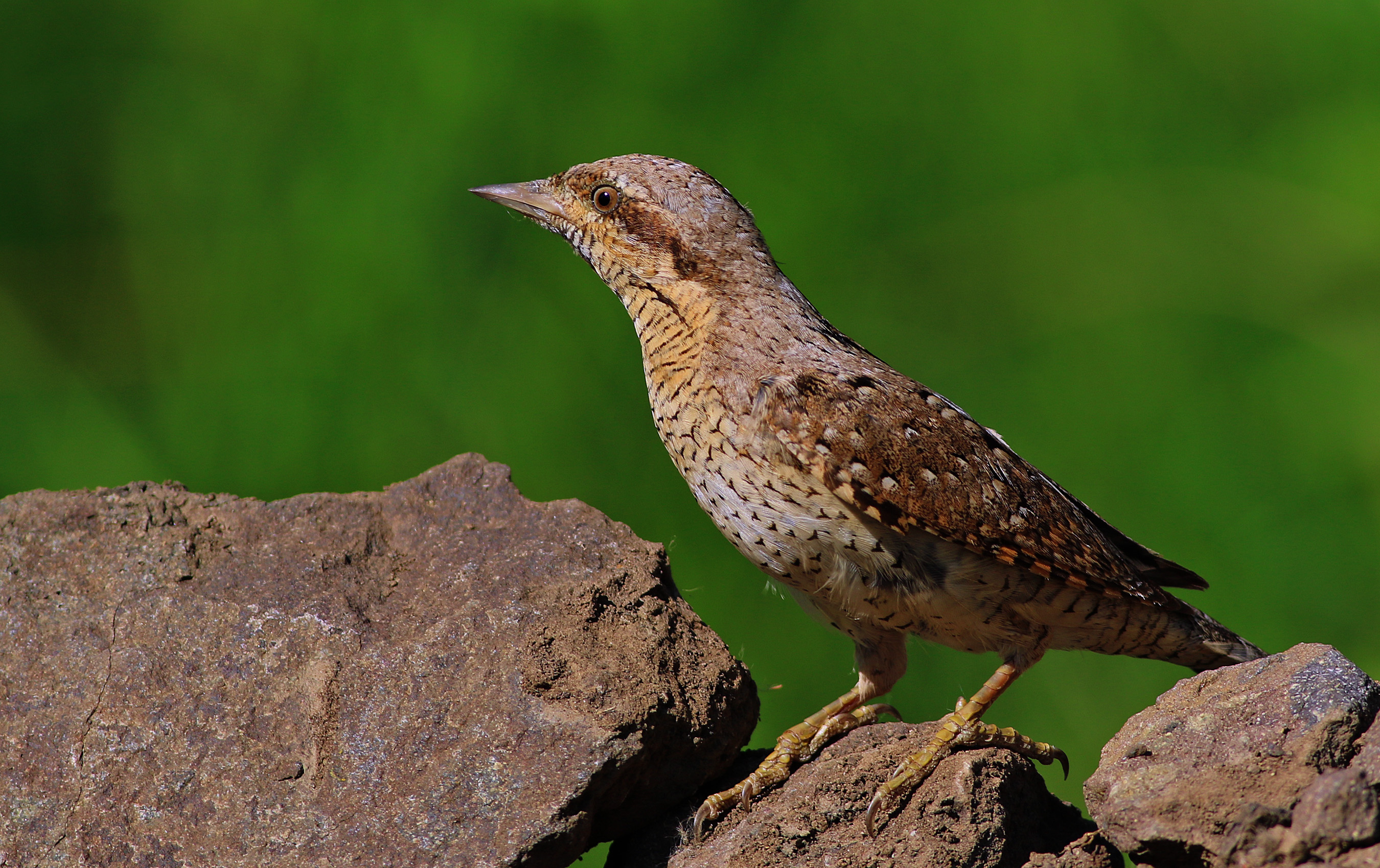 Eurasian Wryneck